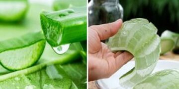 CREATOR: gd-jpeg v1.0 (using IJG JPEG v62), quality = 82