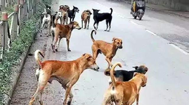 चंडीगढ़ में इन खतरनाक 6 नस्लों के कुत्तों पर लगेगी पाबन्दी!