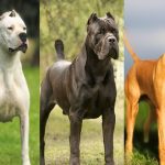 भारत की केंद्र सरकार द्वारा प्रतिबंधित कुत्तों की 23 खतरनाक नस्लें भारत की केंद्र सरकार द्वारा प्रतिबंधित कुत्तों की 23 खतरनाक नस्लें