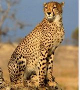 African Cheetah who was given name as Uday died at KNP on Sunday