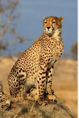 African Cheetah who was given name as Uday died at KNP on Sunday