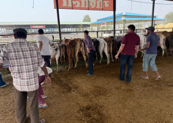Health News: ਪਸ਼ੂਆਂ ‘ਚ ਮੂੰਹ ਖੁਰ ਬਿਮਾਰੀ ਦੀ ਰੋਕਥਾਮ ਲਈ ਸਰਕਾਰੀ ਕੈਟਲ ਪਾਉਂਡ ਸਲੇਮ ਸ਼ਾਹ ਵਿਖੇ ਟੀਕਾਗਨ ਕੀਤਾ ਗਿਆ