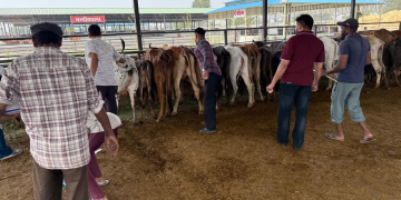 Health News: ਪਸ਼ੂਆਂ ‘ਚ ਮੂੰਹ ਖੁਰ ਬਿਮਾਰੀ ਦੀ ਰੋਕਥਾਮ ਲਈ ਸਰਕਾਰੀ ਕੈਟਲ ਪਾਉਂਡ ਸਲੇਮ ਸ਼ਾਹ ਵਿਖੇ ਟੀਕਾਗਨ ਕੀਤਾ ਗਿਆ
