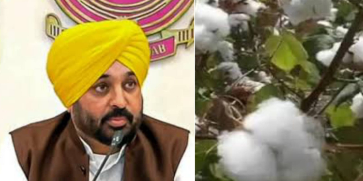 Punjab: ਨਰਮਾ ਬੀਜਣ ਵਾਲੇ ਕਿਸਾਨਾਂ ਨੂੰ ਪੰਜਾਬ ਸਰਕਾਰ ਵੱਲੋਂ ਮਿਲੇਗੀ ਵਿਸ਼ੇਸ਼ ਸਹਾਇਤਾ, ਪੜ੍ਹੋ ਵੇਰਵਾ Punjab: ਨਰਮਾ ਬੀਜਣ ਵਾਲੇ ਕਿਸਾਨਾਂ ਨੂੰ ਪੰਜਾਬ ਸਰਕਾਰ ਵੱਲੋਂ ਮਿਲੇਗੀ ਵਿਸ਼ੇਸ਼ ਸਹਾਇਤਾ, ਪੜ੍ਹੋ ਵੇਰਵਾ