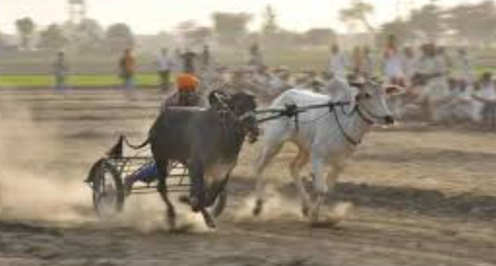 ਪੰਜਾਬ ‘ਚ ਮੁੜ ਸ਼ੁਰੂ ਹੋਣਗੀਆਂ ‘ਬੈਲ ਗੱਡੀਆਂ ਦੀਆਂ ਦੌੜਾਂ’: ਪੰਜਾਬ ਕੈਬਨਿਟ ਨੇ ਦਿੱਤੀ ਪ੍ਰਵਾਨਗੀ ਪੰਜਾਬ ‘ਚ ਮੁੜ ਸ਼ੁਰੂ ਹੋਣਗੀਆਂ ‘ਬੈਲ ਗੱਡੀਆਂ ਦੀਆਂ ਦੌੜਾਂ’: ਪੰਜਾਬ ਕੈਬਨਿਟ ਨੇ ਦਿੱਤੀ ਪ੍ਰਵਾਨਗੀ