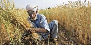 Punjab Farmer: ਵੱਡਾ ਖੁਲਾਸਾ: ਪੰਜਾਬ ਦੇ 37.62 ਲੱਖ ਕਿਸਾਨਾਂ ‘ਤੇ 1 ਲੱਖ ਕਰੋੜ ਤੋਂ ਵੱਧ ਦਾ ਕਰਜ਼ਾ, ਪੜ੍ਹੋ ਵੇਰਵਾ Punjab Farmer: ਵੱਡਾ ਖੁਲਾਸਾ: ਪੰਜਾਬ ਦੇ 37.62 ਲੱਖ ਕਿਸਾਨਾਂ ‘ਤੇ 1 ਲੱਖ ਕਰੋੜ ਤੋਂ ਵੱਧ ਦਾ ਕਰਜ਼ਾ, ਪੜ੍ਹੋ ਵੇਰਵਾ