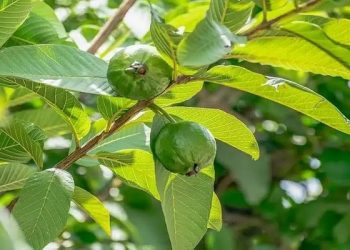 Health Tips : ਸਵੇਰੇ ਖਾਲੀ ਪੇਟ ਚਬਾ ਕੇ ਖਾਓ ਇਹ ਹਰਾ ਪੱਤਾ