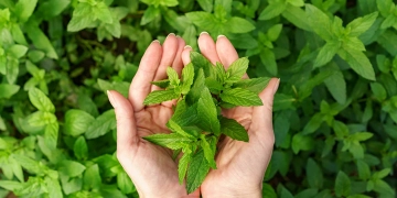 Health Tips : ਰੋਜ਼ ਸਵੇਰੇ ਇਸ ਪੌਦੇ ਦੇ 4 ਪੱਤੇ ਚਬਾਉਣ ਨਾਲ ਮਿਲਣਗੇ ਅਨੇਕਾਂ ਫਾਇਦੇ