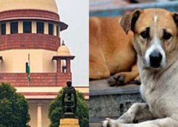 Supreme Court: ਅਵਾਰਾ ਕੁੱਤਿਆਂ ਬਾਰੇ ਸੁਪਰੀਮ ਕੋਰਟ ਨੇ ਸੁਣਾਇਆ ਵੱਡਾ ਫ਼ੈਸਲਾ, ਪੜ੍ਹੋ ਪੂਰੀ ਖ਼ਬਰ