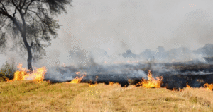 Stubble Burning