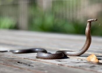 Rainy Season Precautions: ਮੀਂਹਾਂ ਦੇ ਮੌਸਮ ‘ਚ ਵੱਧ ਜਾਂਦਾ ਸੱਪਾਂ ਦਾ ਖ਼ਤਰਾ; ਘਰ ਦੀ ਸੁਰੱਖਿਆ ਲਈ ਵਰਤੋ ਇਹ ਸਾਵਧਾਨੀਆਂ