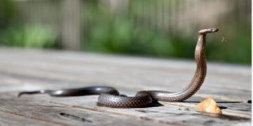Rainy Season Precautions: ਮੀਂਹਾਂ ਦੇ ਮੌਸਮ ‘ਚ ਵੱਧ ਜਾਂਦਾ ਸੱਪਾਂ ਦਾ ਖ਼ਤਰਾ; ਘਰ ਦੀ ਸੁਰੱਖਿਆ ਲਈ ਵਰਤੋ ਇਹ ਸਾਵਧਾਨੀਆਂ
