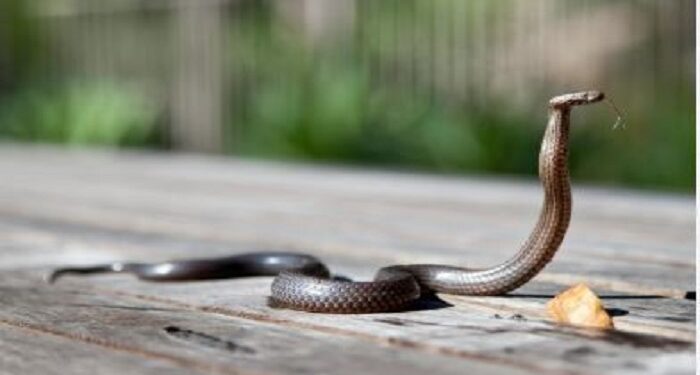 Rainy Season Precautions: ਮੀਂਹਾਂ ਦੇ ਮੌਸਮ ‘ਚ ਵੱਧ ਜਾਂਦਾ ਸੱਪਾਂ ਦਾ ਖ਼ਤਰਾ; ਘਰ ਦੀ ਸੁਰੱਖਿਆ ਲਈ ਵਰਤੋ ਇਹ ਸਾਵਧਾਨੀਆਂ