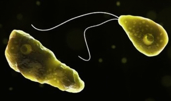 Brain-eating amoeba infection : ਕੇਰਲ ਵਿੱਚ 2025 ਵਿੱਚ 170 ਮਾਮਲੇ ਅਤੇ 42 ਮੌਤਾਂ ਕੀਤੀਆਂ ਗਈਆਂ ਦਰਜ 