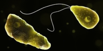 Brain-eating amoeba infection : ਕੇਰਲ ਵਿੱਚ 2025 ਵਿੱਚ 170 ਮਾਮਲੇ ਅਤੇ 42 ਮੌਤਾਂ ਕੀਤੀਆਂ ਗਈਆਂ ਦਰਜ 