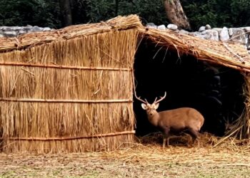 ਜੰਗਲਾਤ ਤੇ ਜੰਗਲੀ ਜੀਵ ਸੁਰੱਖਿਆ ਵਿਭਾਗ ਨੇ Chhatbir Zoo ਵਿਖੇ ਜਾਨਵਰਾਂ ਨੂੰ ਠੰਢ ਤੋਂ ਬਚਾਉਣ ਲਈ ਕੀਤੇ ਵਿਸ਼ੇਸ਼ ਪ੍ਰਬੰਧ ਜੰਗਲਾਤ ਤੇ ਜੰਗਲੀ ਜੀਵ ਸੁਰੱਖਿਆ ਵਿਭਾਗ ਨੇ Chhatbir Zoo ਵਿਖੇ ਜਾਨਵਰਾਂ ਨੂੰ ਠੰਢ ਤੋਂ ਬਚਾਉਣ ਲਈ ਕੀਤੇ ਵਿਸ਼ੇਸ਼ ਪ੍ਰਬੰਧ