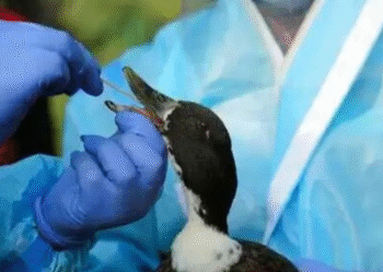 HEALTH : ਸੂਬੇ ਦੇ ਇਸ ਜ਼ਿਲ੍ਹੇ ਵਿੱਚ ਏਵੀਅਨ ਇਨਫਲੂਐਂਜ਼ਾ ਦੀ ਪੁਸ਼ਟੀ ; ਹਾਈ ਅਲਰਟ ਜਾਰੀ