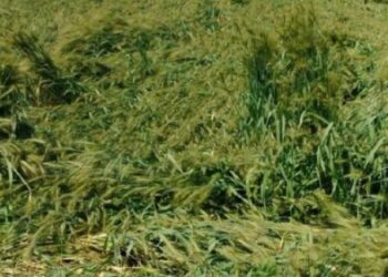 ਪੰਜਾਬ ਵਿੱਚ ਮੀਂਹ ਦੇ ਨਾਲ ਗੜੇਮਾਰੀ ; ਤੇਜ਼ ਹਵਾਵਾਂ ਨੇ ਕਈ ਥਾਵਾਂ ’ਤੇ ਕਣਕਾਂ ਵਿਛਾਈਆਂ ਪੰਜਾਬ ਵਿੱਚ ਮੀਂਹ ਦੇ ਨਾਲ ਗੜੇਮਾਰੀ ; ਤੇਜ਼ ਹਵਾਵਾਂ ਨੇ ਕਈ ਥਾਵਾਂ ’ਤੇ ਕਣਕਾਂ ਵਿਛਾਈਆਂ