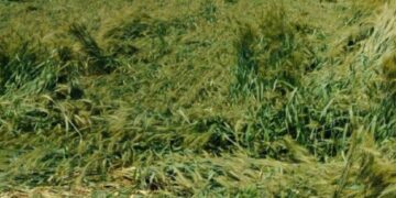 ਪੰਜਾਬ ਵਿੱਚ ਮੀਂਹ ਦੇ ਨਾਲ ਗੜੇਮਾਰੀ ; ਤੇਜ਼ ਹਵਾਵਾਂ ਨੇ ਕਈ ਥਾਵਾਂ ’ਤੇ ਕਣਕਾਂ ਵਿਛਾਈਆਂ