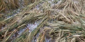 ਮਾਨਸਾ ਜ਼ਿਲ੍ਹੇ ਵਿੱਚ ਦੇਰ ਰਾਤ ਮੀਂਹ ਨੇ ਕਣਕ ਦੀ ਫ਼ਸਲ ਦਾ ਕੀਤਾ ਨੁਕਸਾਨ, ਕਿਸਾਨ ਨਿਰਾਸ਼