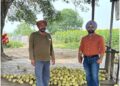 ਖਰਬੂਜ਼ੇ ਦੀ ਫਸਲ ਵਿੱਚ ਮੌਸਮੀ ਤਬਦੀਲੀ ਕਾਰਨ ਆ ਰਹੀਆਂ ਸਮੱਸਿਆਵਾਂ ਸਬੰਧੀ ਕਿਸਾਨਾਂ ਨੂੰ ਕੀਤਾ ਜਾਗਰੂਕ
