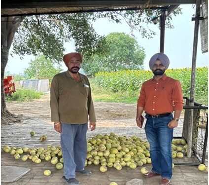 ਖਰਬੂਜ਼ੇ ਦੀ ਫਸਲ ਵਿੱਚ ਮੌਸਮੀ ਤਬਦੀਲੀ ਕਾਰਨ ਆ ਰਹੀਆਂ ਸਮੱਸਿਆਵਾਂ ਸਬੰਧੀ ਕਿਸਾਨਾਂ ਨੂੰ ਕੀਤਾ ਜਾਗਰੂਕ