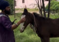 Punjab: ਨਿਹੰਗ ਸਿੰਘ ਘੋੜੇ ਸਮੇਤ ਨਹਿਰ ‘ਚ ਡੁੱਬਿਆ