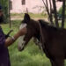 Punjab: ਨਿਹੰਗ ਸਿੰਘ ਘੋੜੇ ਸਮੇਤ ਨਹਿਰ ‘ਚ ਡੁੱਬਿਆ