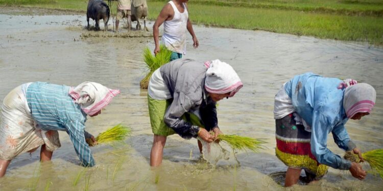 ਪੰਜਾਬ ’ਚ ਝੋਨੇ ਦੀ ਲੁਆਈ ਅੱਜ ਤੋਂ ਸ਼ੁਰੂ