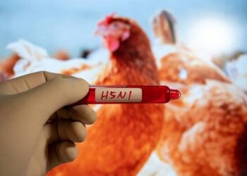 Australia : ਸਿਡਨੀ ਵਿੱਚ H5N1 ਬਰਡ ਫਲੂ ਦਾ ਪਹਿਲਾ ਮਾਮਲਾ ਆਇਆ ਸਾਹਮਣੇ Australia : ਸਿਡਨੀ ਵਿੱਚ H5N1 ਬਰਡ ਫਲੂ ਦਾ ਪਹਿਲਾ ਮਾਮਲਾ ਆਇਆ ਸਾਹਮਣੇ