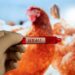 Australia : ਸਿਡਨੀ ਵਿੱਚ H5N1 ਬਰਡ ਫਲੂ ਦਾ ਪਹਿਲਾ ਮਾਮਲਾ ਆਇਆ ਸਾਹਮਣੇ Australia : ਸਿਡਨੀ ਵਿੱਚ H5N1 ਬਰਡ ਫਲੂ ਦਾ ਪਹਿਲਾ ਮਾਮਲਾ ਆਇਆ ਸਾਹਮਣੇ
